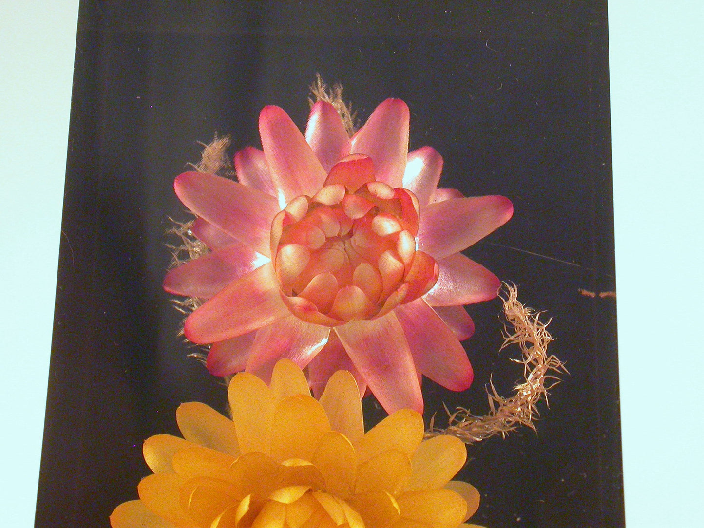 Vintage Acrylic Paper Weight | Lucite Encased African Flowers